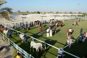 الموسم التأهيلي لسباقات القدرة ينطلق صباح يوم غد السبت