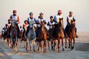 الاستعدادات تتواصل لسباق افتتاح موسم القدرة يوم السبت