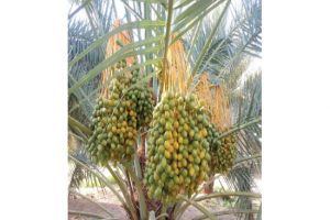 عمتنا النخلة