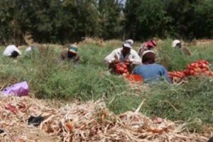 مدارس المزارعين في الأردن تساعد على القضاء على الجوع ونقص التغذية