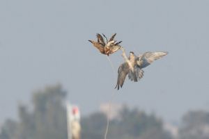 بطولة ناصر بن حمد للصقور تستأنف يوم الخميس المقبل	