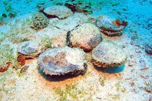 دراسة: حموضة مياه المحيطات تهدد صناعة المحار بأمريكا