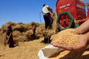 العراق يلغي مناقصة لشراء 50 ألف طن من القمح الصلد