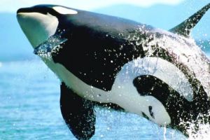 إناث الحوت القاتل تعيش طويلاً بعد توقفها عن الإنجاب