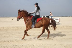 الملكي للفروسية يقيم سباق القدرة التجريبي لبطولة السيدات