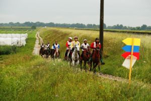    ناصر بن حمد يوجه بمشاركة فارسات البحرين في عالمية فاطمة بنت مبارك للقدرة