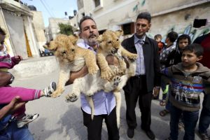 شاهد الصور... فلسطيني يربي شبلين في منزله في غزة