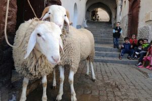 حملة جزائرية لمقاطعة منتجات غربية: وسم 'حلال' ليس كافياً لطمأنة المستهلكين