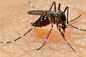 كيف يختار البعوض ضحاياه ؟