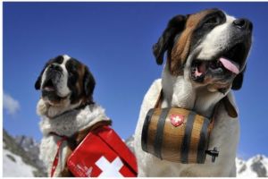 بلدة جبلية سويسرية تمنع جلسات تصوير السياح مع كلاب سانت برنارد