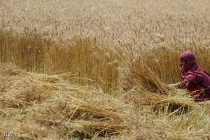 المغرب سيحصد محصول حبوب قياسياً قدره 11 مليون طن في 2015