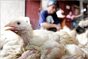 السعودية تحظر استيراد لحوم الدواجن من إقليم في كندا بسبب انفلونزا الطيور