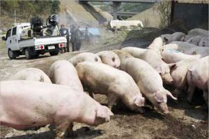 دراسة: مربو الخنازير أكثر عرضة للإصابة ببكتيريا مقاومة للعقاقير