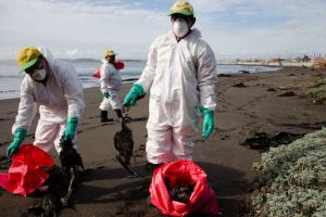 نفوق أكثر من 1300 طير بشكل غامض على شاطئ في تشيلي