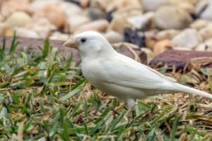 شاهد الصور... رصد عصفور دوري أبيض نادر من نوعه في استراليا