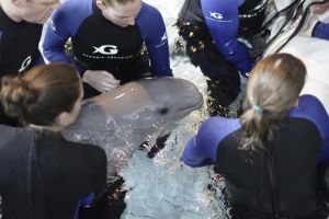 نفوق أحد صغار الحوت الأبيض النادر في حديقة أسماك جورجيا