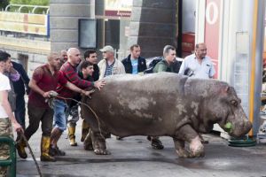 الإندبندنت: أسود وتماسيح فى شوارع العاصمة الجورجية بسبب الفيضانات