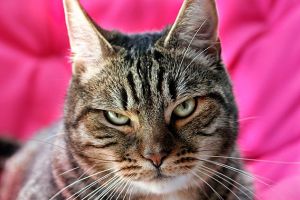 امرأة ألمانية عضت وضربت صديقها انتقاماً من قطته التي عضتها 