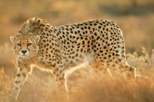 مرشد سياحي ينجو من هجوم فهد في جنوب افريقيا