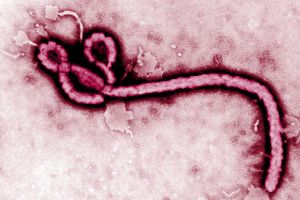 لجنة خبراء توصي بإصلاح منظمة الصحة العالمية لتراخيها بشأن وباء الإيبولا