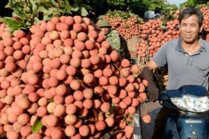 حرب الليتشي تعكس تبعية فيتنام للسوق الصينية