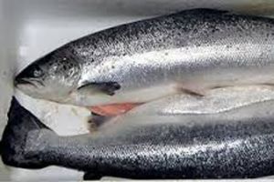 نفوق آلاف من أسماك السلمون بسبب ارتفاع حرارة الانهار في شمال غرب أمريكا بورتلاند