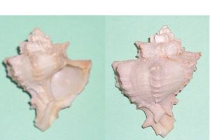 الكيزان وأهميتها: من دلمون إلى أوال