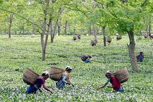 اسكتلندا تحظر المحاصيل المعدلة وراثيا