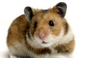 دراسة بريطانية: جرذان الهامستر تحب الحياة المريحة أيضاً