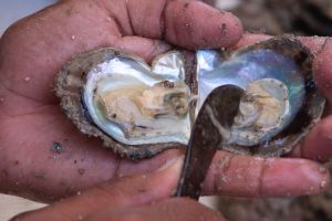 شاهد الصور... رحلة الغوص السنوية بحثاً عن اللؤلؤ في الكويت