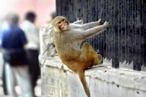 سرقا قرداً من حديقة الحيوانات لتقديمه هدية إلى ابنتهما