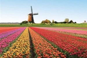 روسيا تشعل 'حرب الزهور' مع هولندا