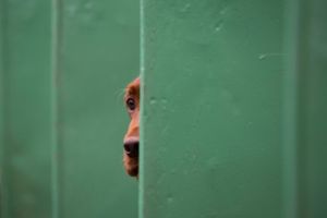 كلب أحبط محاولة فرار سجناء في جزيرة كورفو اليونانية