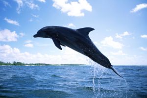 إيقاف حيوان دولفين يتجسس لصالح إسرائيل