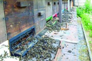 'الشرق الأوسط':الشرطة الألمانية تبحث عن قتلة ملايين النحل