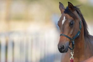 السعودية ترفع حظر استيراد الفصيلة الخيلية من الكويت