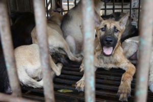 تهريب الكلاب أكثر ربحاً من تهريب المخدرات في بريطانيا