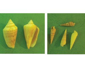 القواقع الصغيرة: الزبابيط والصبان والشلقلق