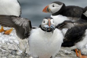 90 % من الطيور البحرية تبتلع نفايات بلاستيكية