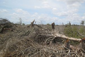 الأرض فقدت غابات بضعف حجم البرتغال في 2014