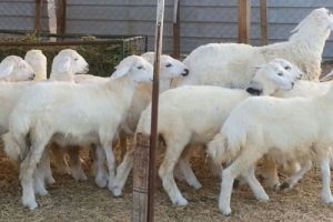 'السعودية': حملة تفتيشية على حظائر المواشي بالعاصمة المقدسة