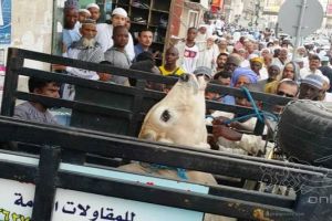 شاهد الصور... ثور هائج يثير رعب المارة في مكة