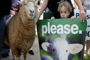 لماذا تمنع بلجيكا مليون مسلم من ذبح الأضحية؟!