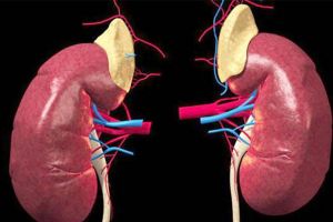 كلى مخبرية تعمل بنجاح في حيوانات التجارب