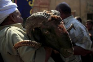 الحكومة المصرية تعرض لحوما بأسعار معقولة قبل عيد الأضحى