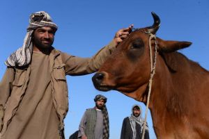 شاهد الصور... مسلمين يجهزون الأضاحي ليوم العيد