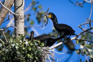 احتجاجات بسبب اعدام الولايات المتحدة أكثر من 1200 من طيور الغاق