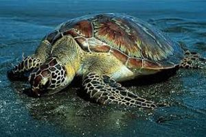 اتهامات جنائية لامرأة في فلوريدا ركبت سلحفاة بحرية