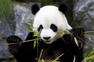 الباندا قد تحوي سر إنتاج جيل جديد من الوقود الحيوي