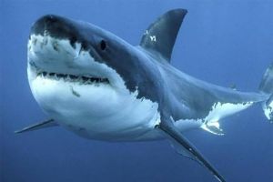أسماك القرش تساعد في انخفاض درجة حرارة الأرض